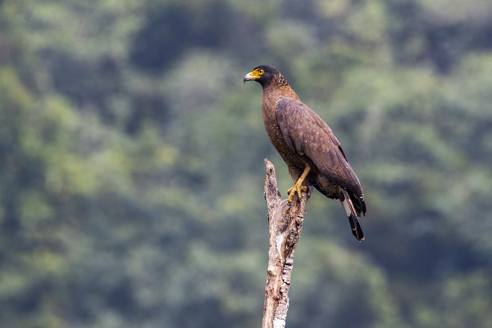 crested serpant eagle (3)